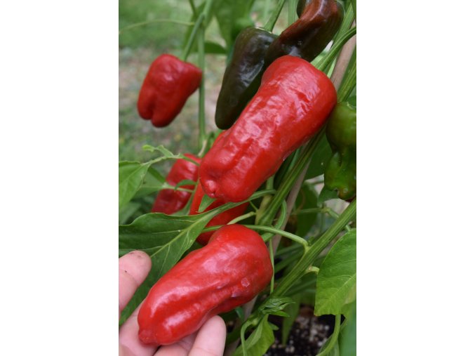 Chilli semínka Pimientos de Padron 10ks  5 000 - 8 000 SHU