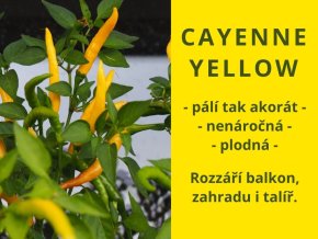 Chilli cayenne yellow