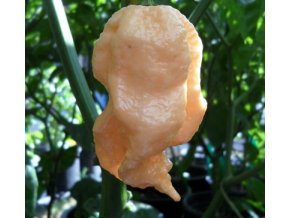 Jay´s Peach Ghost Scorpion