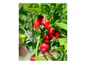 Habanero Tasmanian