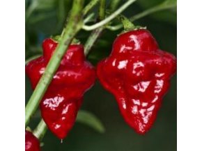 209448 peper tasmanian red habanero tasmanian