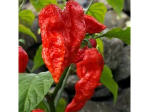 bhut jolokia red519GxfzV+IL