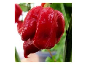 7pot katieVEG641