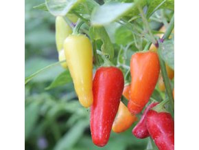 Chillimat numex pinata
