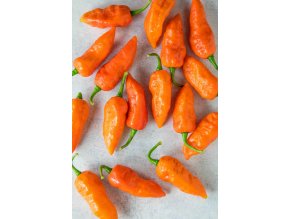 bhut jolokia orange