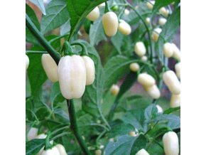 habanero white seeds