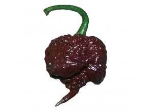 chili seeds carolina reaper chocolate