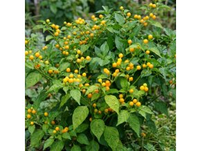 Aji Charapita sazenice a semínka chilli2