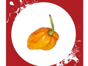 Habanero big sun