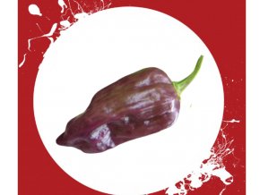 Bhut jolokia purple chilli chillimat