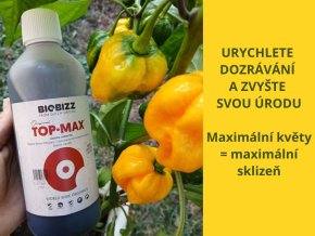 Chilli top max sklizen