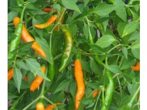 Thai orange