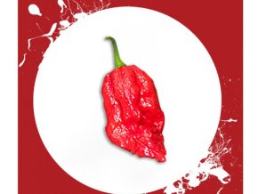 7 pot apocalypse