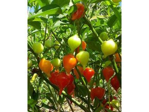 Chilli seminka pieto de moca