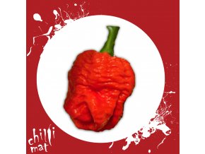 Sazenice a semínka chilli Trinidad Scorpion Moruga Red