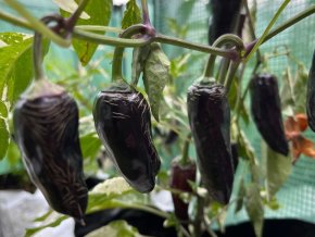 Chilli black hungarian chillimat