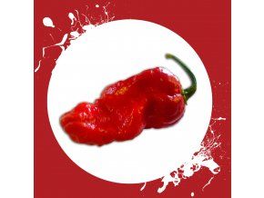 Sazenice a semínka chilli Jigsaw