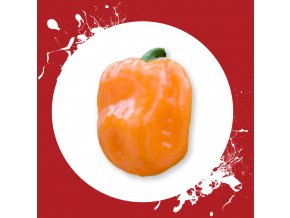 Habanero orange sama