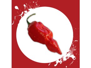 Sazenice a semínka chilli Naga morich