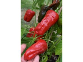 Chilli semínka Pimientos de Padron 10ks  5 000 - 8 000 SHU