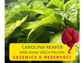 Chilli sazenice Carolina Reaper 1ks  Jedna z nejpálivějších chilli na světě, fakt výzva! 2 200 000 SHU