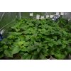 Chilli sazenice Cayenne Yellow 1ks  45.000 SHU PLODÍ JAKO DIVÁ!