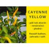 Chilli cayenne yellow
