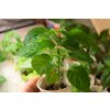Sazenice Chilli paprieek Ethiopian red 1ks