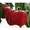 Rocoto Red Chilli