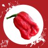 7 pot jonah sama