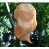 Jay´s Peach Ghost Scorpion