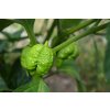 Chilli sazenice Trinidad Scorpion Moruga Yellow 1ks  1 200 000 SHU VELMI PÁLIVÁ, VÝNOSNÁ A ŠŤAVNATÁ