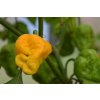 Chilli sazenice Trinidad Scorpion Moruga Yellow 1ks  1 200 000 SHU VELMI PÁLIVÁ, VÝNOSNÁ A ŠŤAVNATÁ