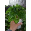 Chilli sazenice Trinidad Scorpion Moruga Yellow 1ks