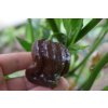 Sazenice Chilli paprieek 7 POT GIGANTIC CHOCOLATE  1ks
