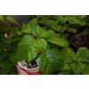 Sazenice Chilli paprieek 7 POT GIGANTIC CHOCOLATE  1ks