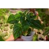 Sazenice Chilli paprieek 7 POT GIGANTIC CHOCOLATE  1ks