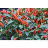 chilli annuum numex twilight