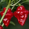 209448 peper tasmanian red habanero tasmanian