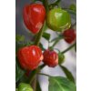 Chillimat habanero red savina 1