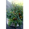 Semínka chilli Pequin 10 ks  až 30 000 SHU