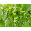 Chilli semínka Red Peter Penis 10ks  10 000 - 25 000 SHU