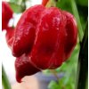 7pot katieVEG641
