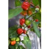 Chillimat habanero red savina 2