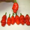 penis red Red Hot Peter Pepper Seeds Vegetables Seed Most Funny Peppers