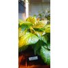 Bhut Jolokia Yellow (3)