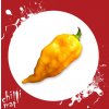 Chilli Semínka a sazenice Bhut Jolokia Yellow