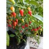 Substrát pro CHILLI - Cocomark Chilli Mix  Substrát, který vaše rostliny chilli potřebují!