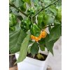 Substrát pro CHILLI - Cocomark Chilli Mix  Substrát, který vaše rostliny chilli potřebují!
