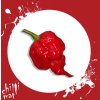 Chilli Semínka a sazenice Trinidad Scorpion Butch Taylor